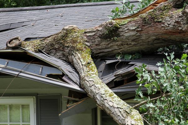 Cost of Storm Remediation in South Lyon
